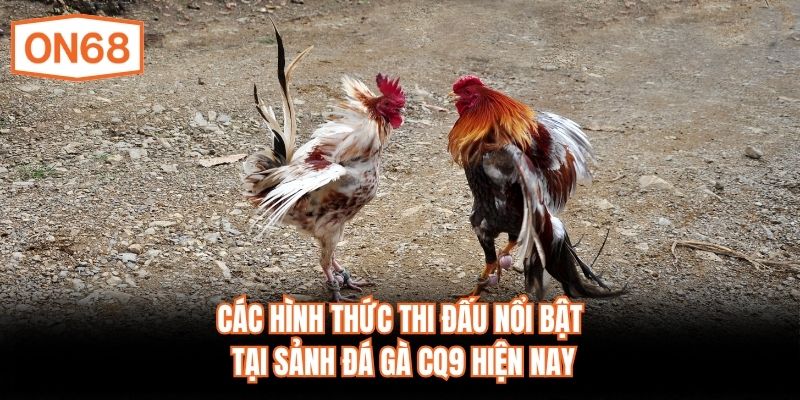 Các hình thức thi đấu nổi bật tại sảnh đá gà CQ9 hiện nay