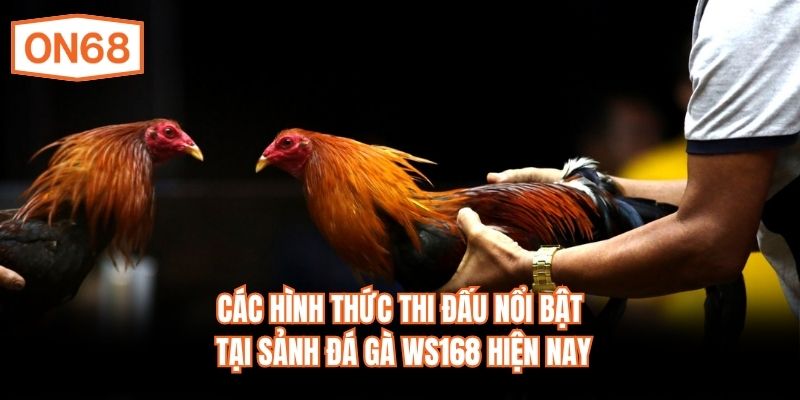 Các hình thức thi đấu nổi bật tại sảnh đá gà WS168 hiện nay