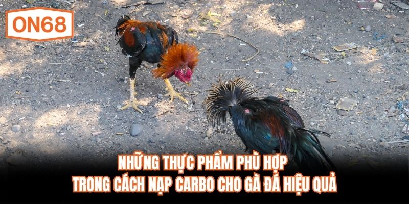 Những thực phẩm phù hợp trong cách nạp carbo cho gà đá hiệu quả