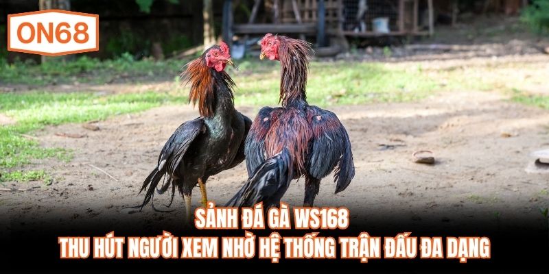 Sảnh đá gà WS168 thu hút người xem nhờ hệ thống trận đấu đa dạng